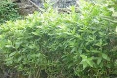 Cây Cúc Tần Tươi – Khô: Vị Thuốc Quý Từ Tự Nhiên, Tốt Cho Sức Khỏe/  Đặt ngay tại Thành phố xanh