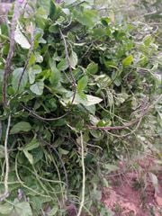 Cây Đuôi Chuột – Loài Cây Nhỏ, Công Dụng Lớn Cho Sức Khỏe Và Cuộc Sống