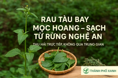 Rau tàu bay mọc hoang tự nhiên, phơi thủ công, sản phẩm sạch từ rừng Nghệ An