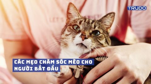 Mẹo Chăm Sóc Mèo Cho Người Mới Bắt Đầu