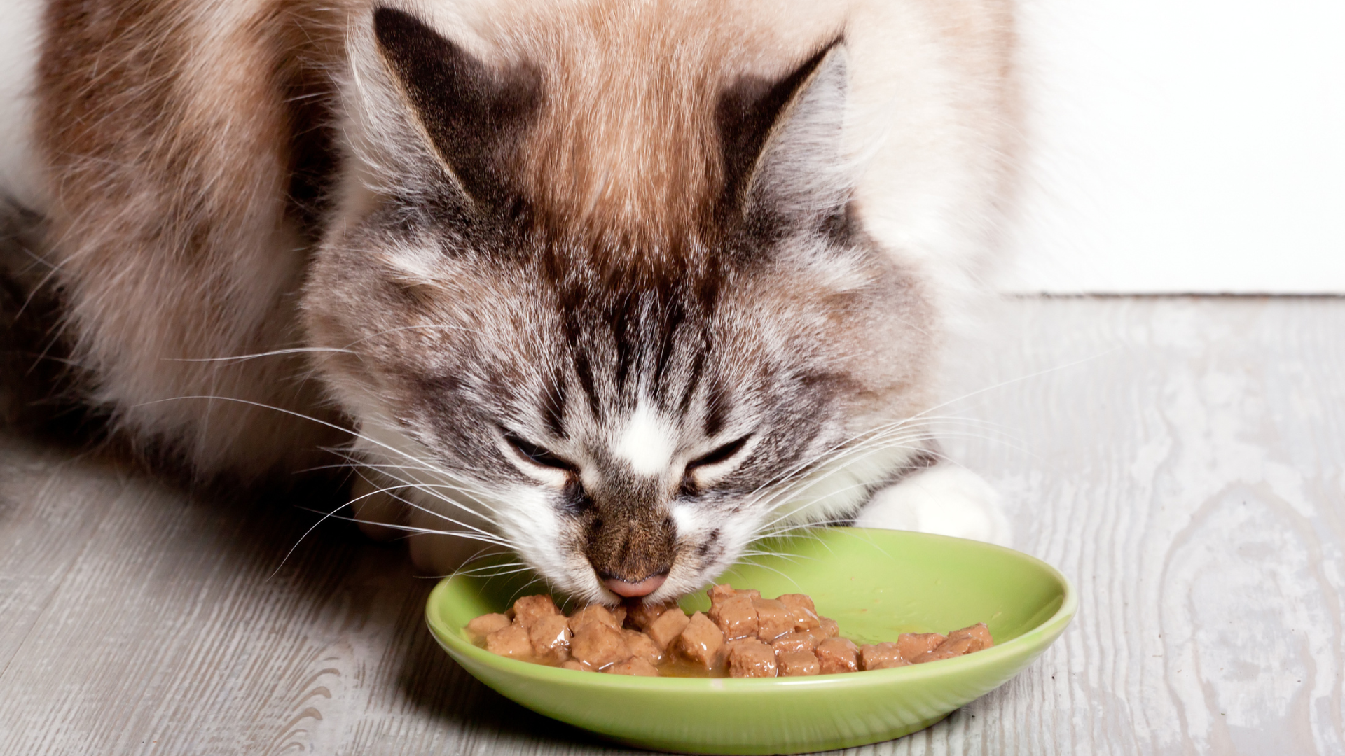 Công Thức Tính Chế Độ Ăn Thô Raw Food Cho Mèo
