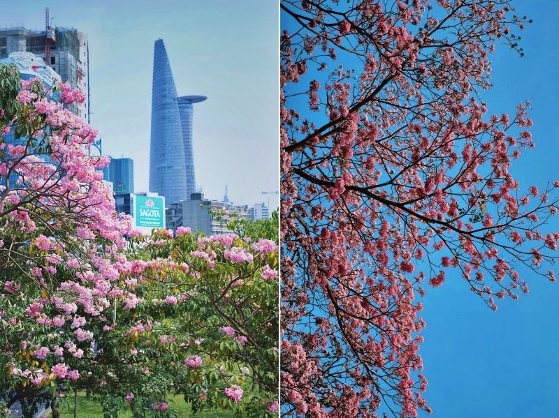 Tháng 3, mùa hoa về giữa phố Sài Gòn
