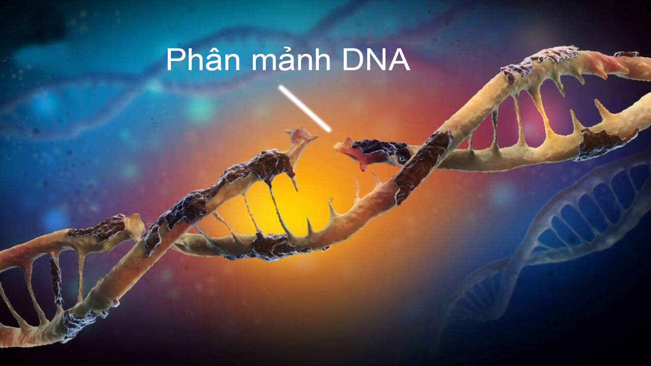 PHÂN MẢNH DNA CỦA TINH TRÙNG VÀ NGUY CƠ VÔ SINH Ở NAM GIỚI