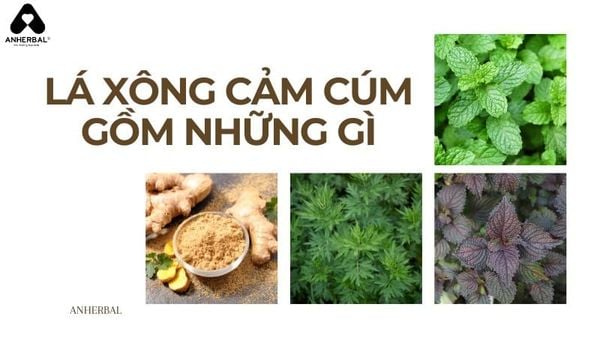 lá xông cảm cúm gồm những gì