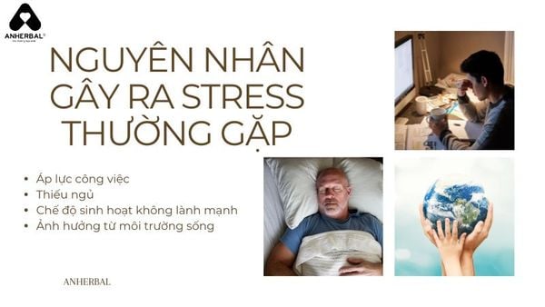 ngueyen nhân gây ra stress thường gặp