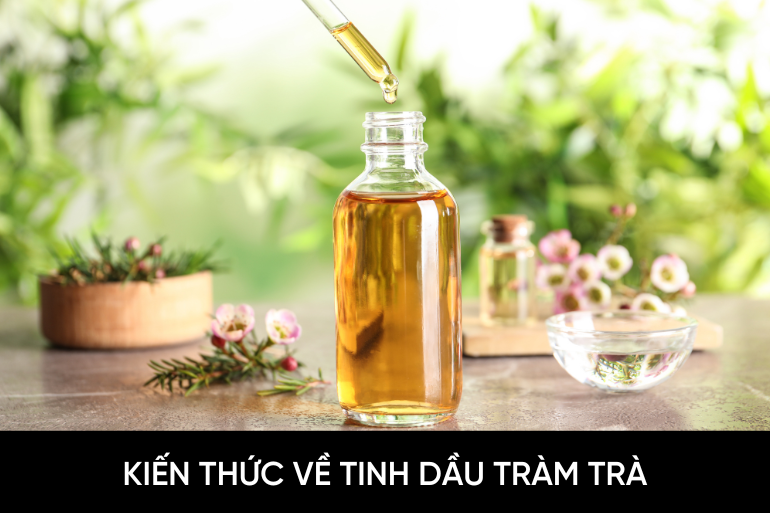 Kiến thức về tinh dầu tràm trà