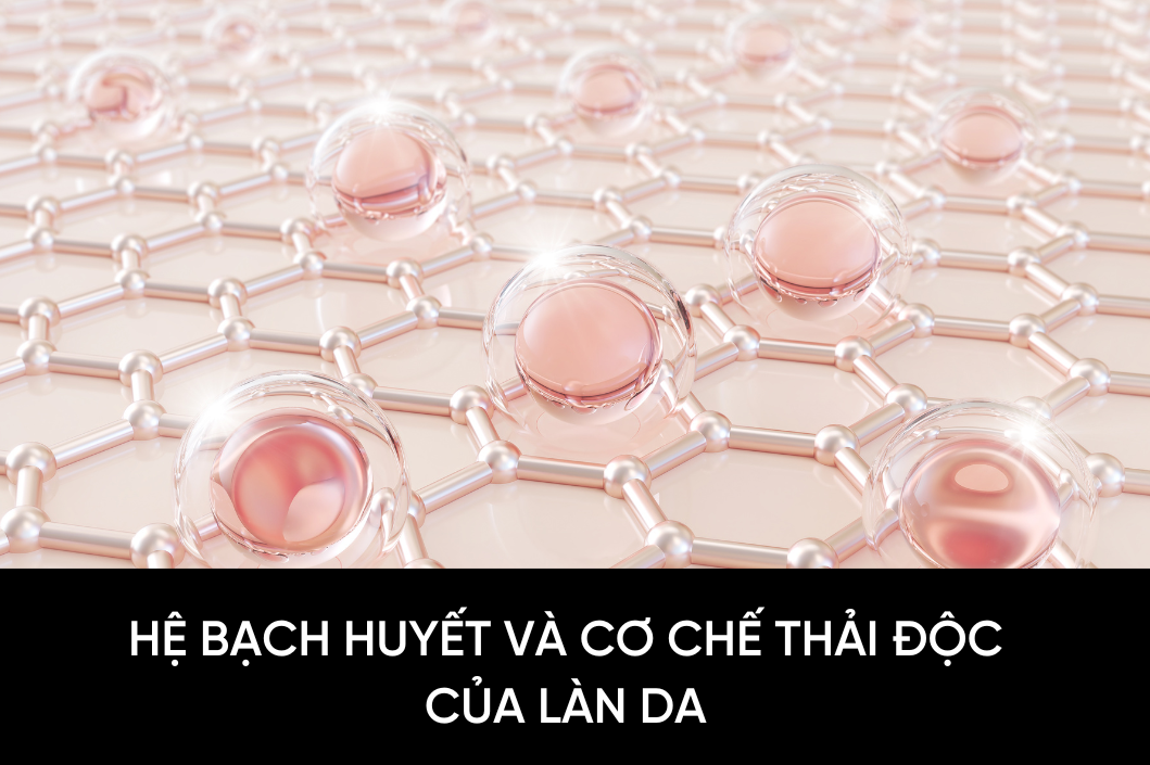 Hệ bạch huyết và cơ chế thải độc của làn da