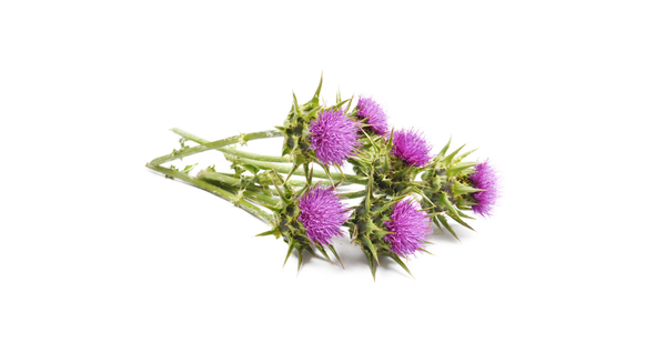 Cây kế sữa (Silybum marianum L.)