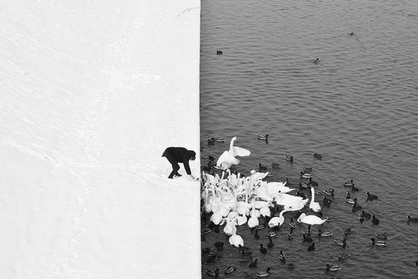 ảnh chụp một người đàn ông và những chú chim bên bờ hồ