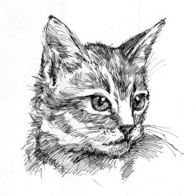 tranh vẽ ký họa con cái mèo