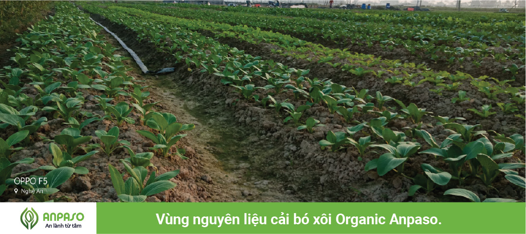 CÁNH ĐỒNG ORGANIC ANPASO VÀO MỘT NGÀY NẮNG ĐẸP