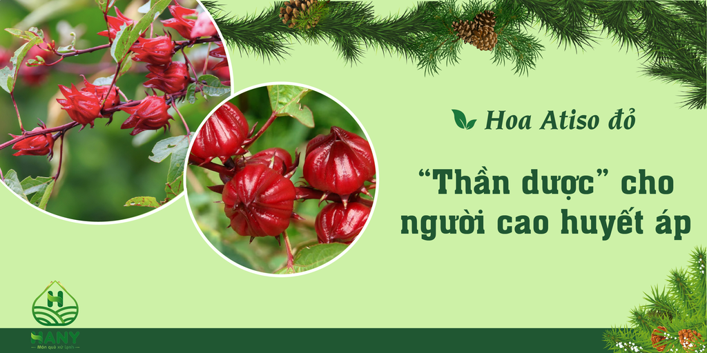 Hoa Atiso đỏ: “Thần dược” cho người cao huyết áp