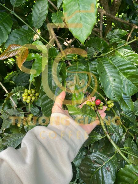 Bảng giá cà phê nhân giá sỉ tại DakLak