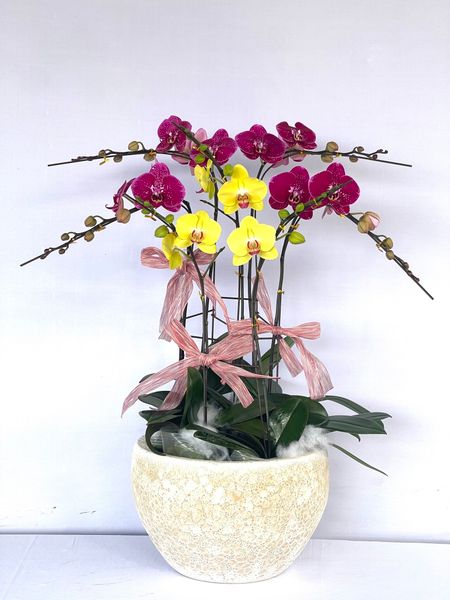 Lan Hồ Điệp chậu lọt TOP 5 mẫu hoa chưng tết đáng mua nhất hiện nay