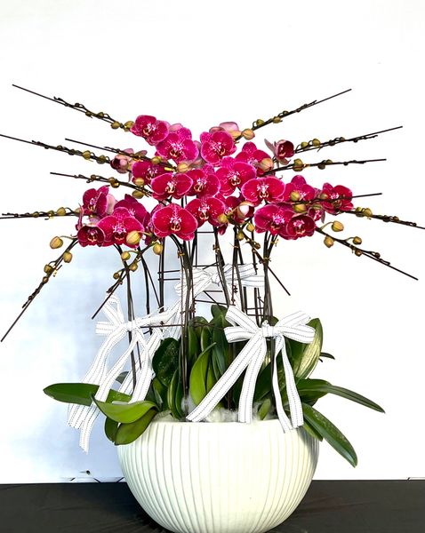 Vì sao nên tặng lan hồ điệp vào dịp tết 2023 này cho đối tác?