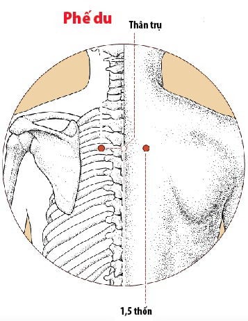 huyệt phế du ở lưng