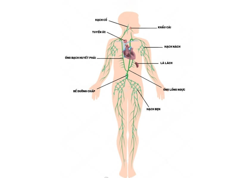 4 NGUYÊN NHÂN CHÍNH DẪN ĐẾN TỔN THƯƠNG HỆ BẠCH HUYẾT Ở PHỤ NỮ