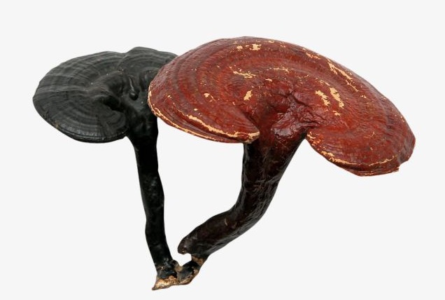 HUYỀN THOẠI VỀ CỰC PHẨM LINH CHI