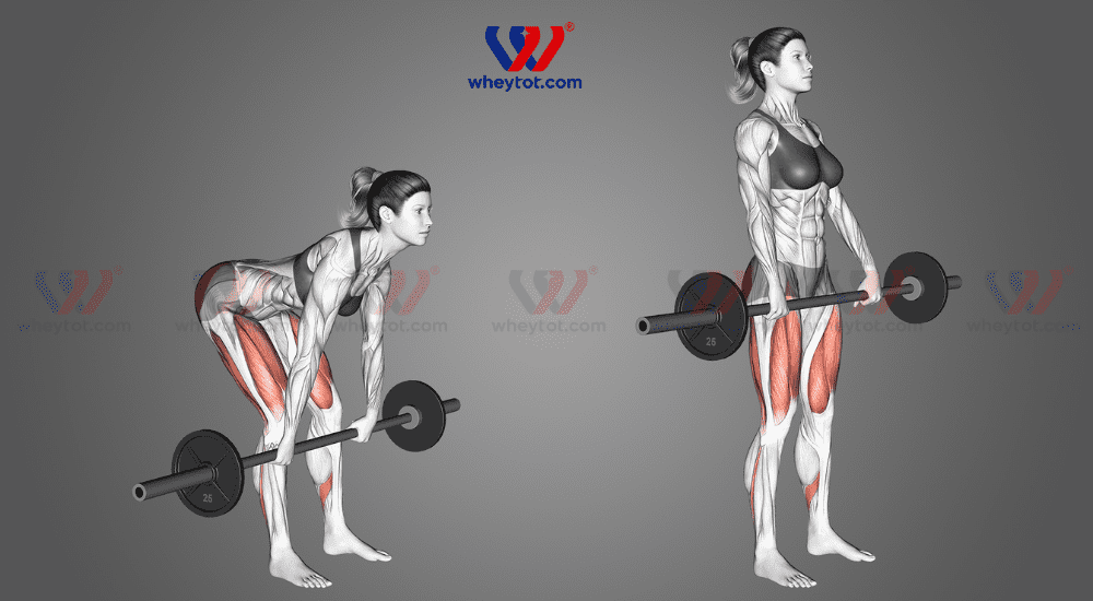 Deadlift là gì? Hướng dẫn tập Deadlift đúng cách cho người mới