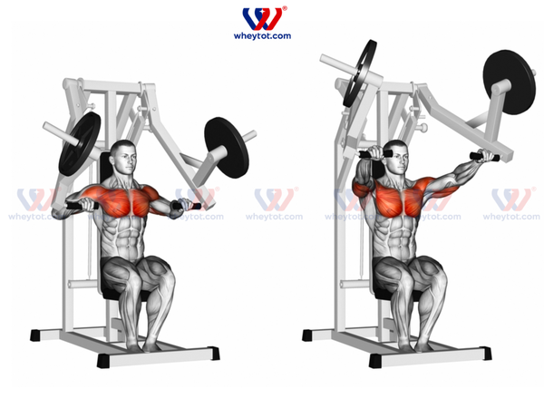 Các Bài Tập Ngực Tại Phòng Gym Giúp Phát Triển Cơ Ngực To Và Săn Chắc