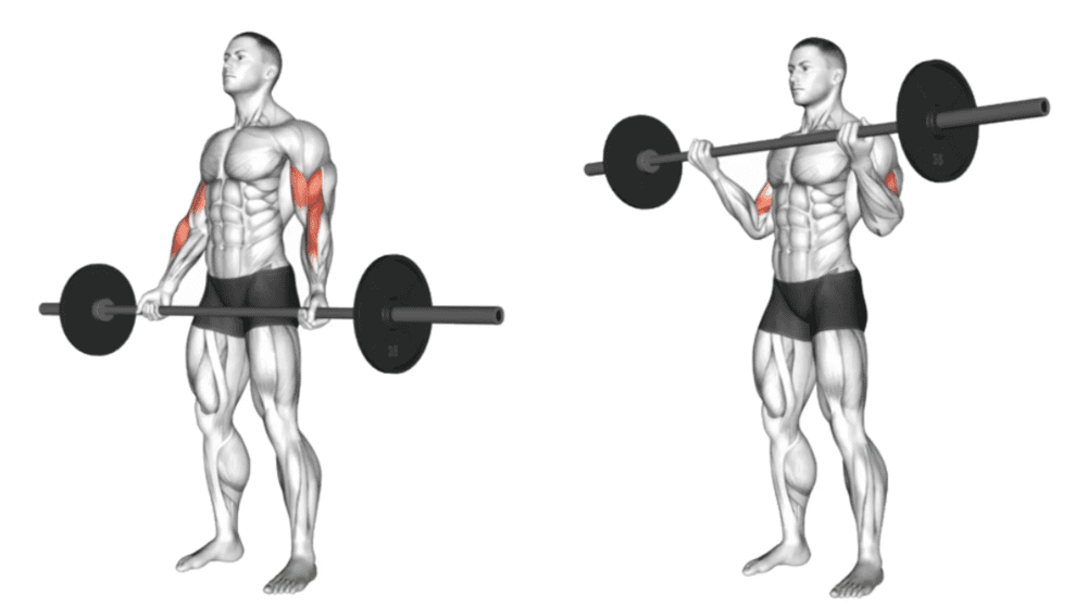 Bài tập Reverse Barbell Curl tăng sức mạnh cơ tay