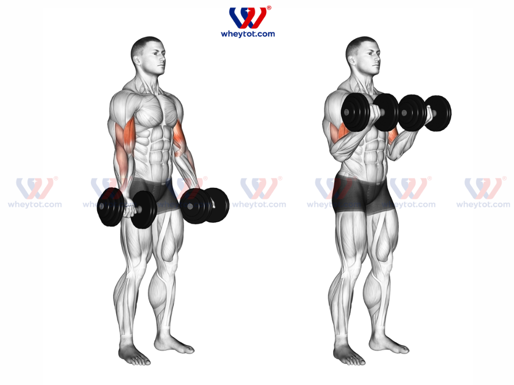 Bài tập cuốn tạ đơn (Dumbbell Curl)