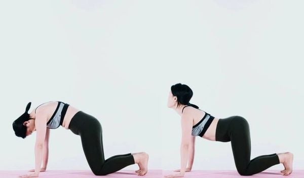 Tư thế yoga con mèo - con bò giảm đau lưng