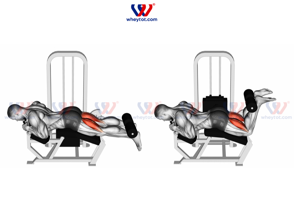 Hướng dẫn bài tập Lying Leg Curl