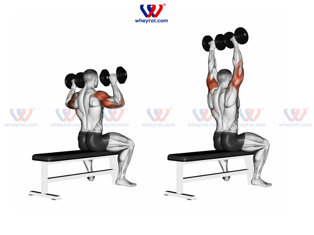 Bài tập cơ vai cho nam - Dumbbell Shoulder Press