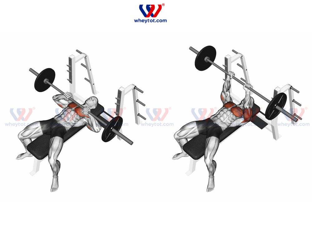 Bài tập cơ ngực cho nam - Barbell Bench Press