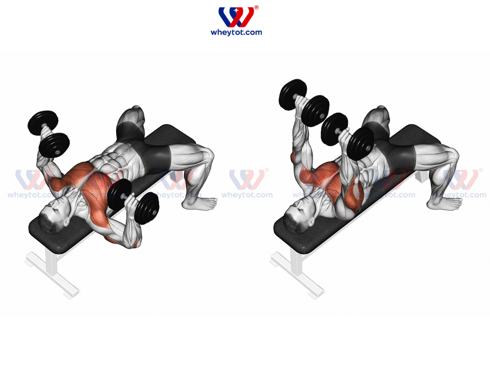 Bài tập gym tại nhà Dumbbell Bench Press