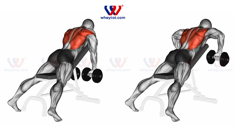 Bài tập lưng xô với tạ đơn: Incline Bench Two Arm Dumbbell Row