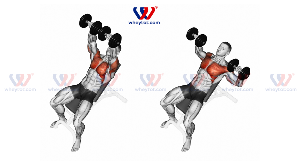 Bài tập ngực trên với tạ đơn Incline Dumbbell Bench Press