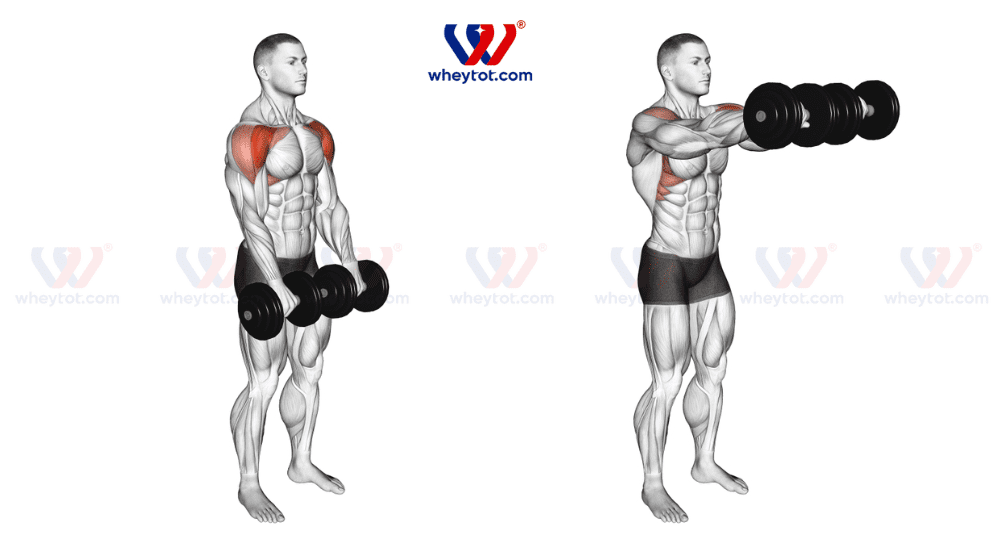 Bài tập lưng xô với tạ tay: Front Two-Dumbbell Raise