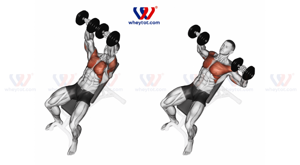 Bài tập ngực với tạ tay: Incline Dumbbell Press