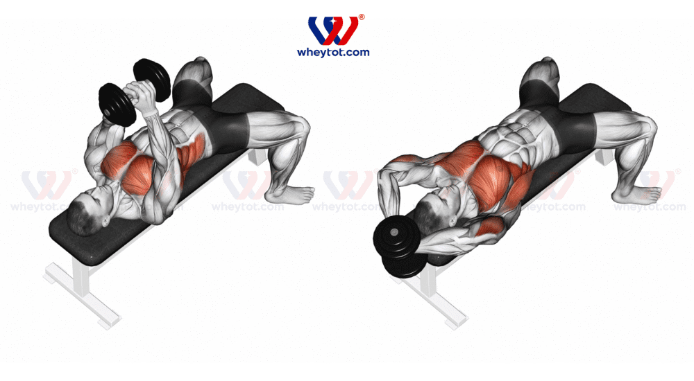 Bài tập lưng xô với tạ tay: Decline Dumbbell Pullover