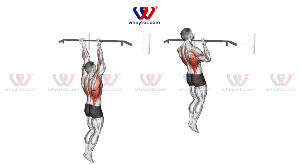 Bài tập tay trước Chin-up