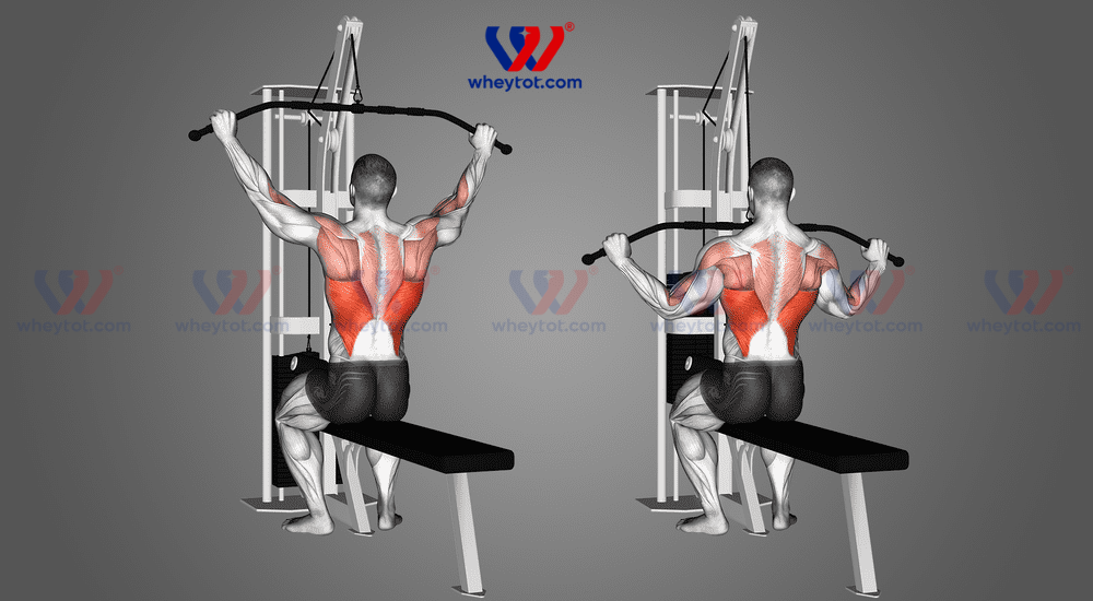 Bài tập cơ lưng xô cho nam: Lat Pulldown