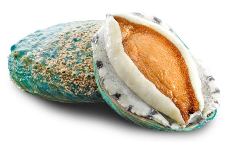 Hành trình vị giác với bào ngư cao cấp tại Nhà hàng Đại Việt