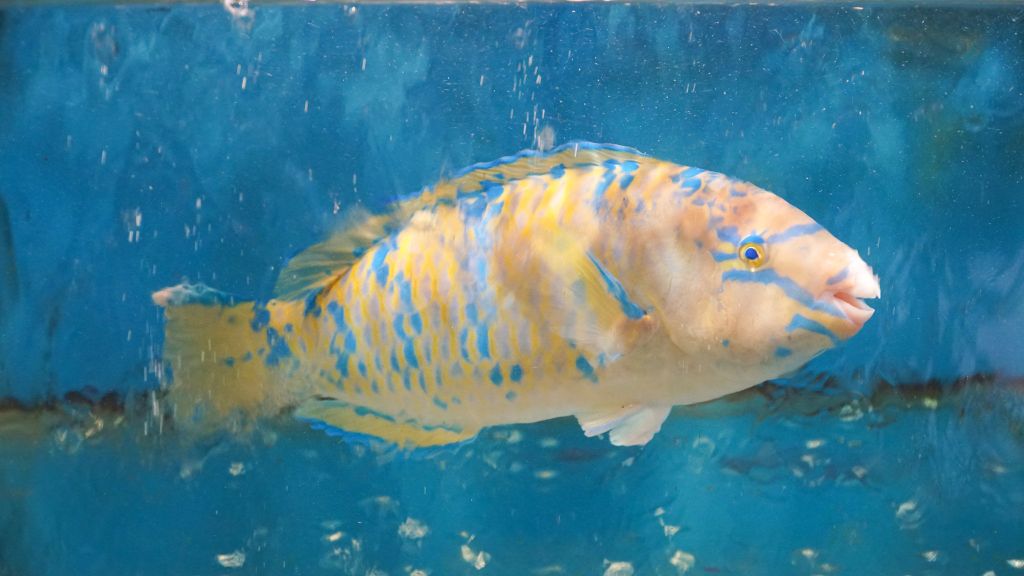 Cá Mó – Loài Cá Sống Gần San Hô Và Những Món Ăn Từ Hải Sản Tươi Sống Tại Nhà Hàng Đại Việt