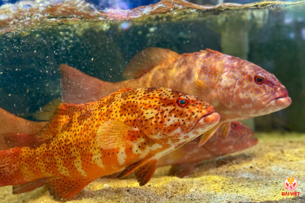 Nhà hàng Đại Việt – Thiên Đường Cá Ngon Cho Khách Hàng Đam Mê Hải Sản Tươi Sống Giữa Lòng Quận 1