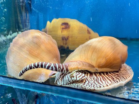 Nhà Hàng Đại Việt – Thiên Đường Ốc Tươi Sống Giữa Lòng Bùi Viện Quận 1