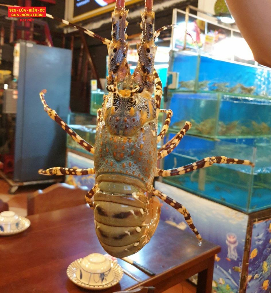 The Only Live Lobster Restaurant on Bui Vien Street