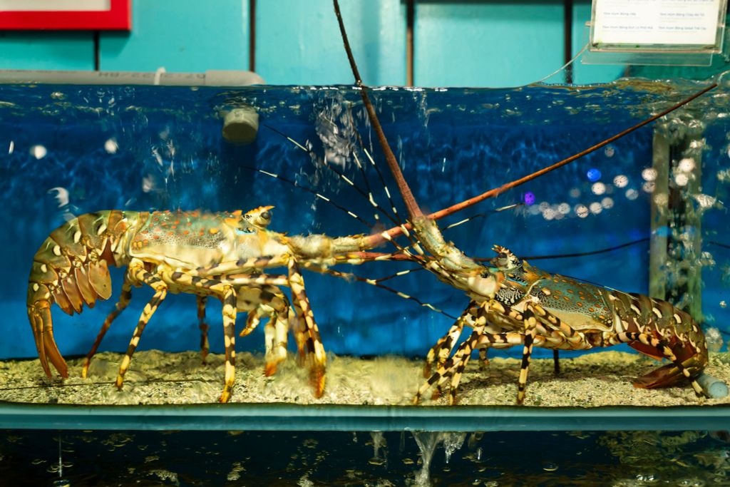 Cách Chọn Tôm Hùm Bông Ngon, Tươi Sống Tránh Bị Hớ - Trải Nghiệm Hải Sản Tươi Sống Tại Nhà Hàng Đại Việt Bùi Viện