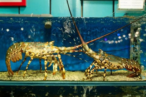 Cách Chọn Tôm Hùm Bông Ngon, Tươi Sống Tránh Bị Hớ - Trải Nghiệm Hải Sản Tươi Sống Tại Nhà Hàng Đại Việt Bùi Viện