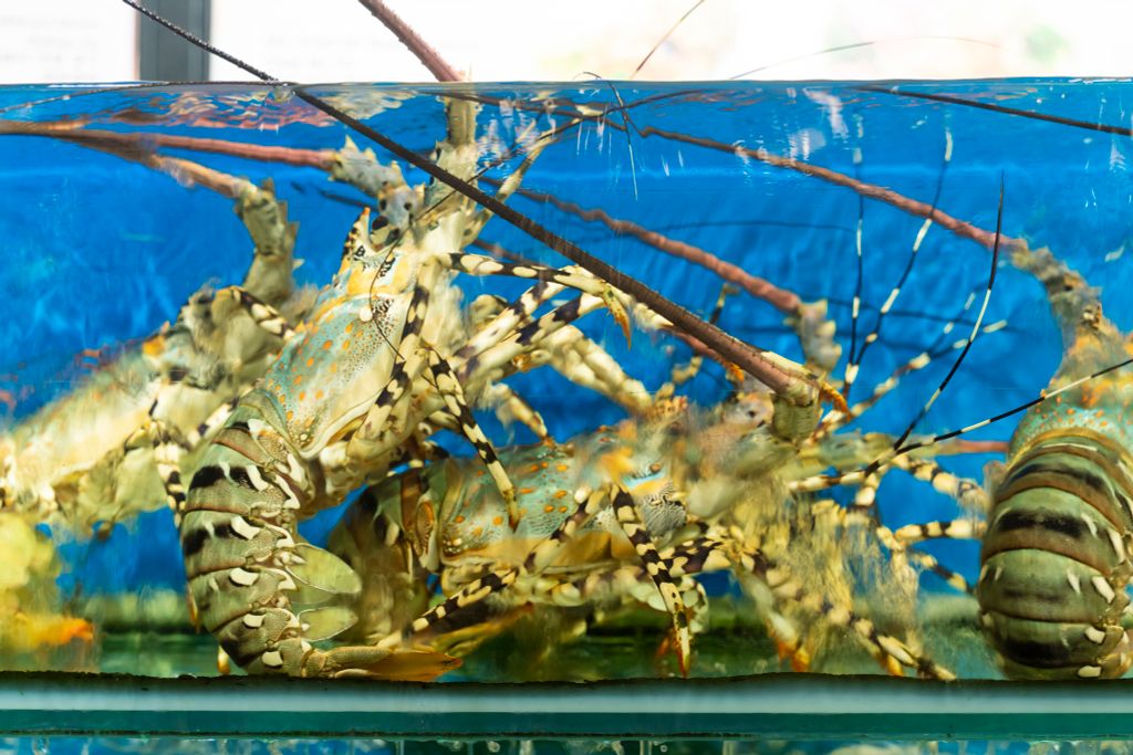 Cách Chọn Hải Sản Ngon Chuẩn Chuyên Gia – Bí Quyết Từ Nhà Hàng Đại Việt