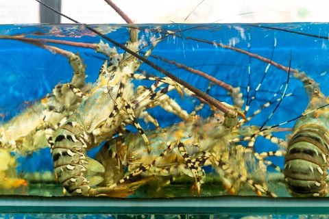 Cách Chọn Hải Sản Ngon Chuẩn Chuyên Gia – Bí Quyết Từ Nhà Hàng Đại Việt