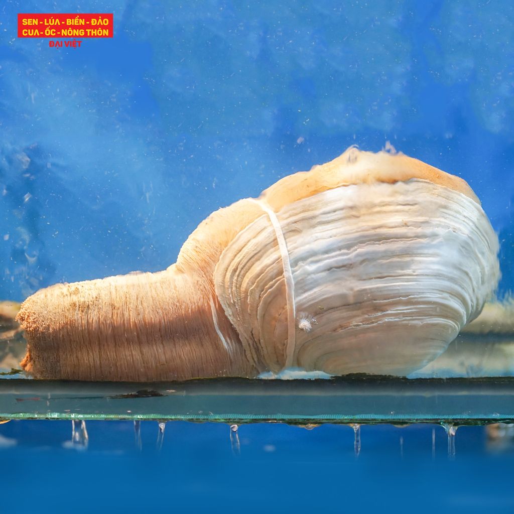 Explore the distinctive flavor of geoduck at Dai Viet Restaurant - District 1, Ho Chi Minh City