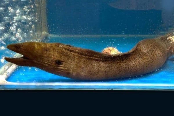 Cách chế biến cá chình thơm ngon, chuẩn đầu bếp