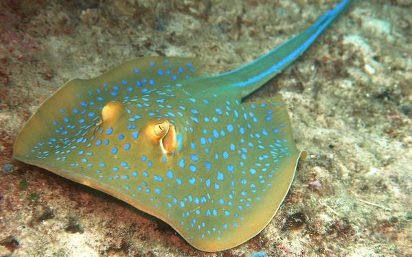 Cá đuối sao xanh là loại hải sản cao cấp với hương vị ngon đặc biệt